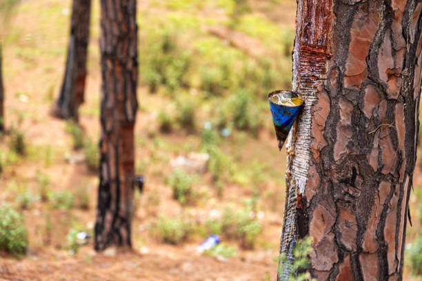 송담 효능 부작용 및 섭취 방법