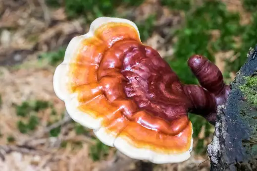 영지버섯 효능 효과 및 부작용 먹는 방법