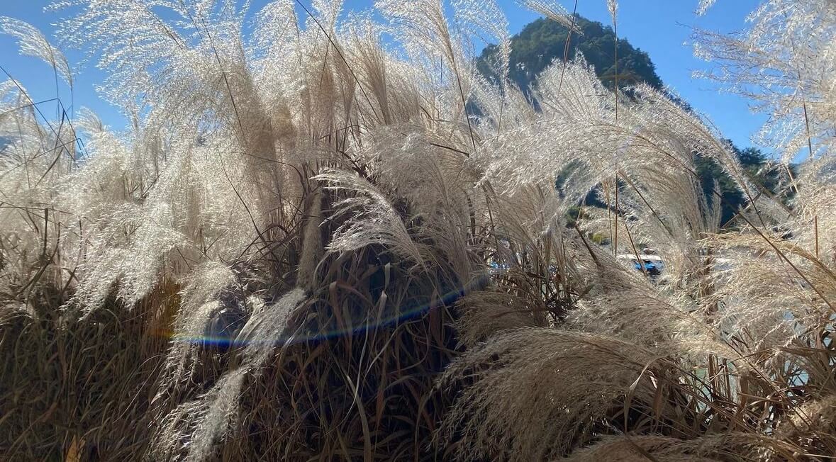 명성산 억새꽃축제