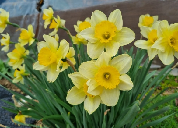 겸손과 자만의 교훈을 주는 물가의 수선화