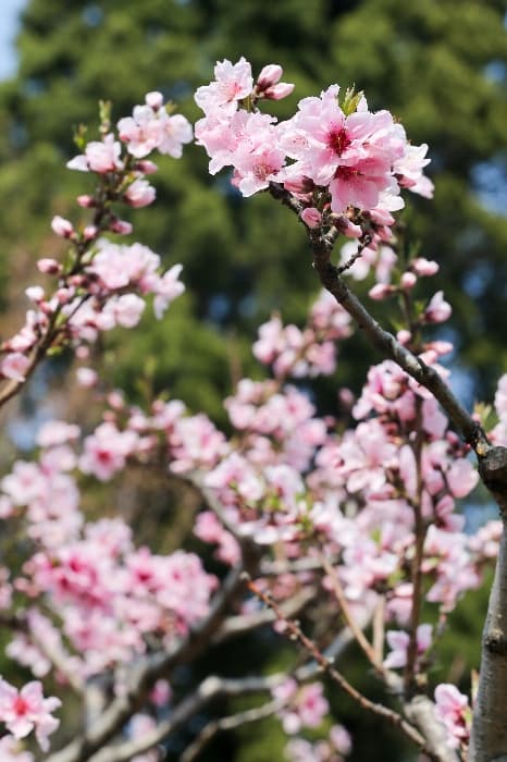 [4월 축제]서울근교 봄꽃 축제❘부천 춘덕산 복숭아꽃 축제❘복숭아꽃 개화가 절정이에요. 맛집 추천