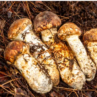 송이버섯 먹는법 요리법을 정리_8