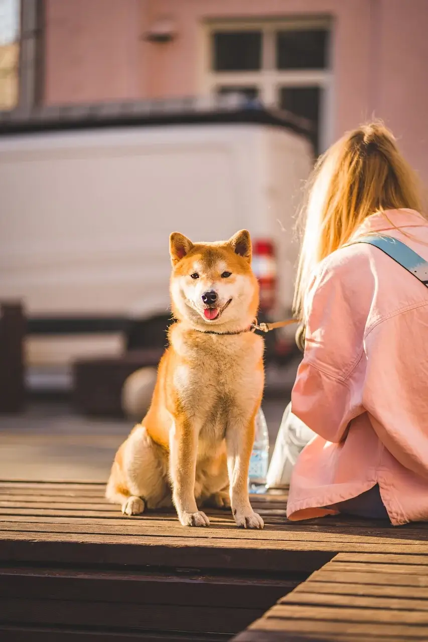 The Real Reason Why Dogs Stop During Walks - 강아지가 산책 중 멈추는 이유
