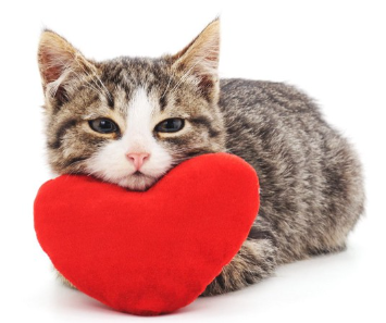 턱을 얹는 고양이.