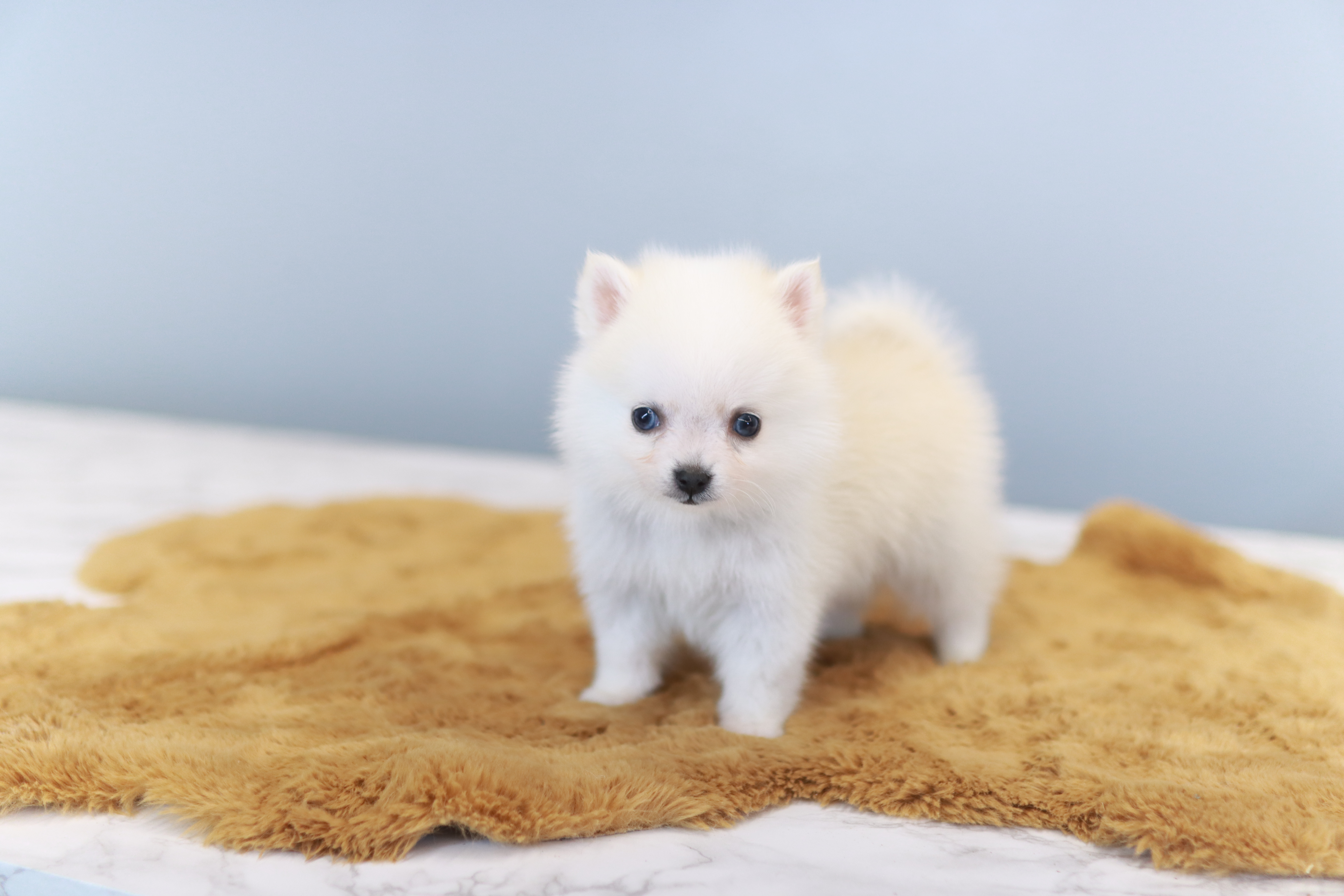 폼스키분양가격