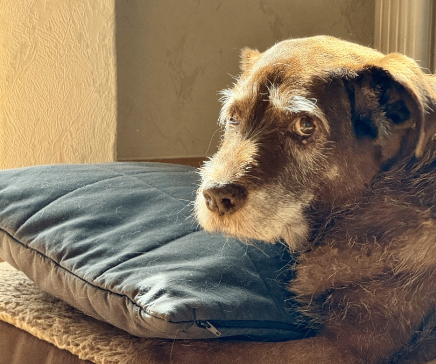 노령견 케어 관련 사진