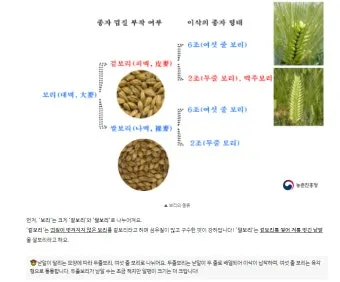 겉보리와 쌀보리의 차이와 가격 비교_18