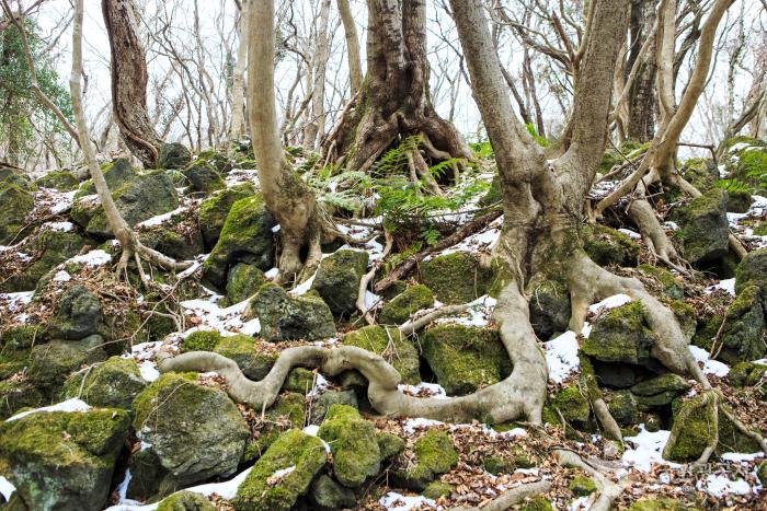 나무들이 바위나 돌 틈에 뿌리를 내리고 있다.