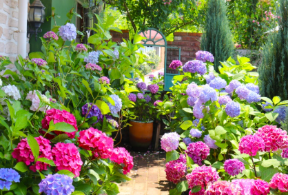 수도권 수국명소 추천 7곳, 도심 속에서 만나는 수국의 향연