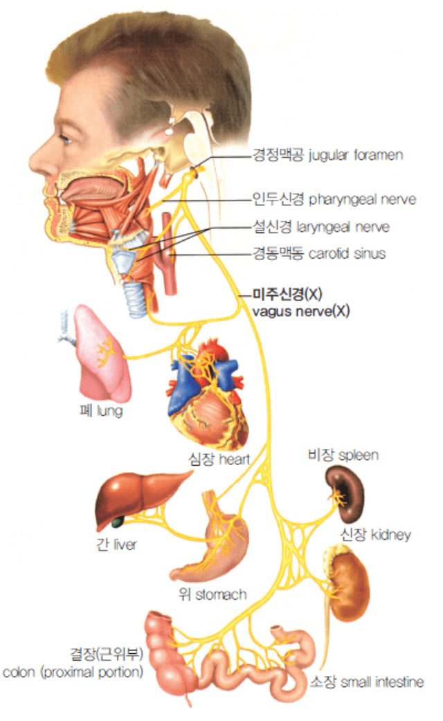 미주신경
