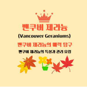 밴쿠버 제라늄 키우기 밴쿠버 제라늄의 특징과 관리 요령