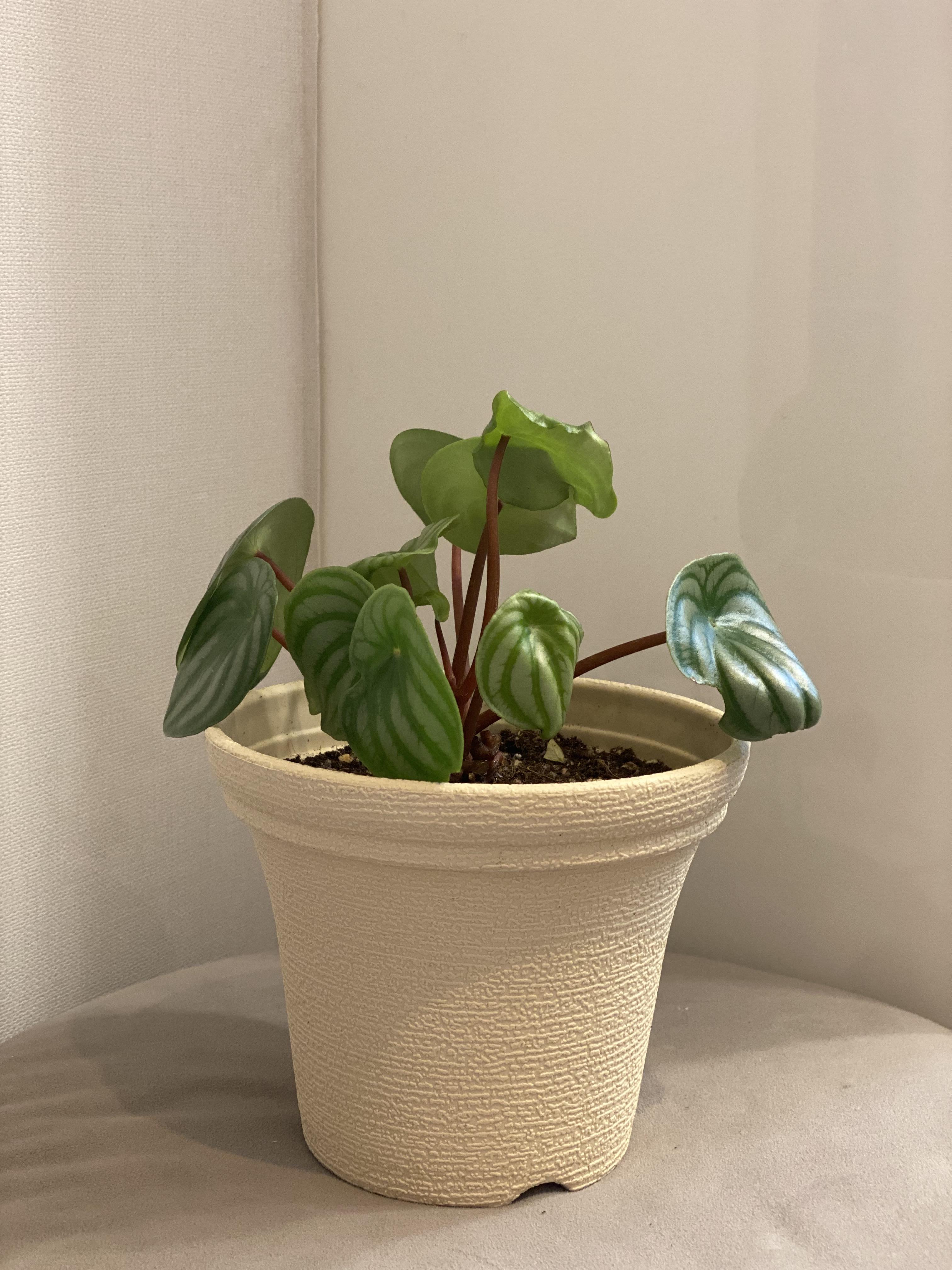 수박페페 정리완료2