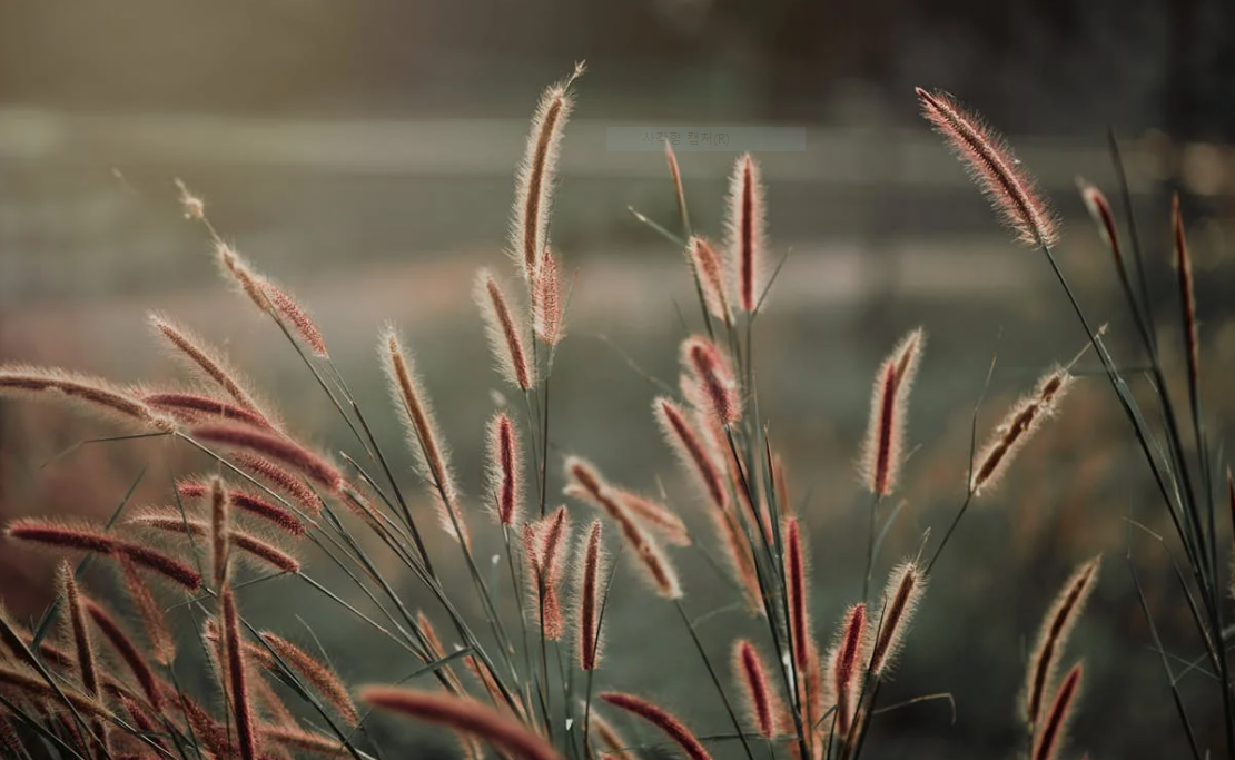 바람에 흔들리며 서 있는 강가의 강아지풀 사진