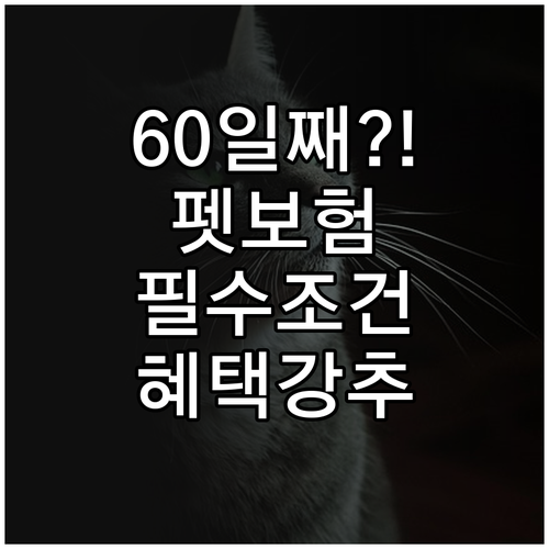 생후 60일 아기 고양이 펫보험 가입..