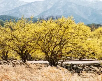 구례 산수유축제_7