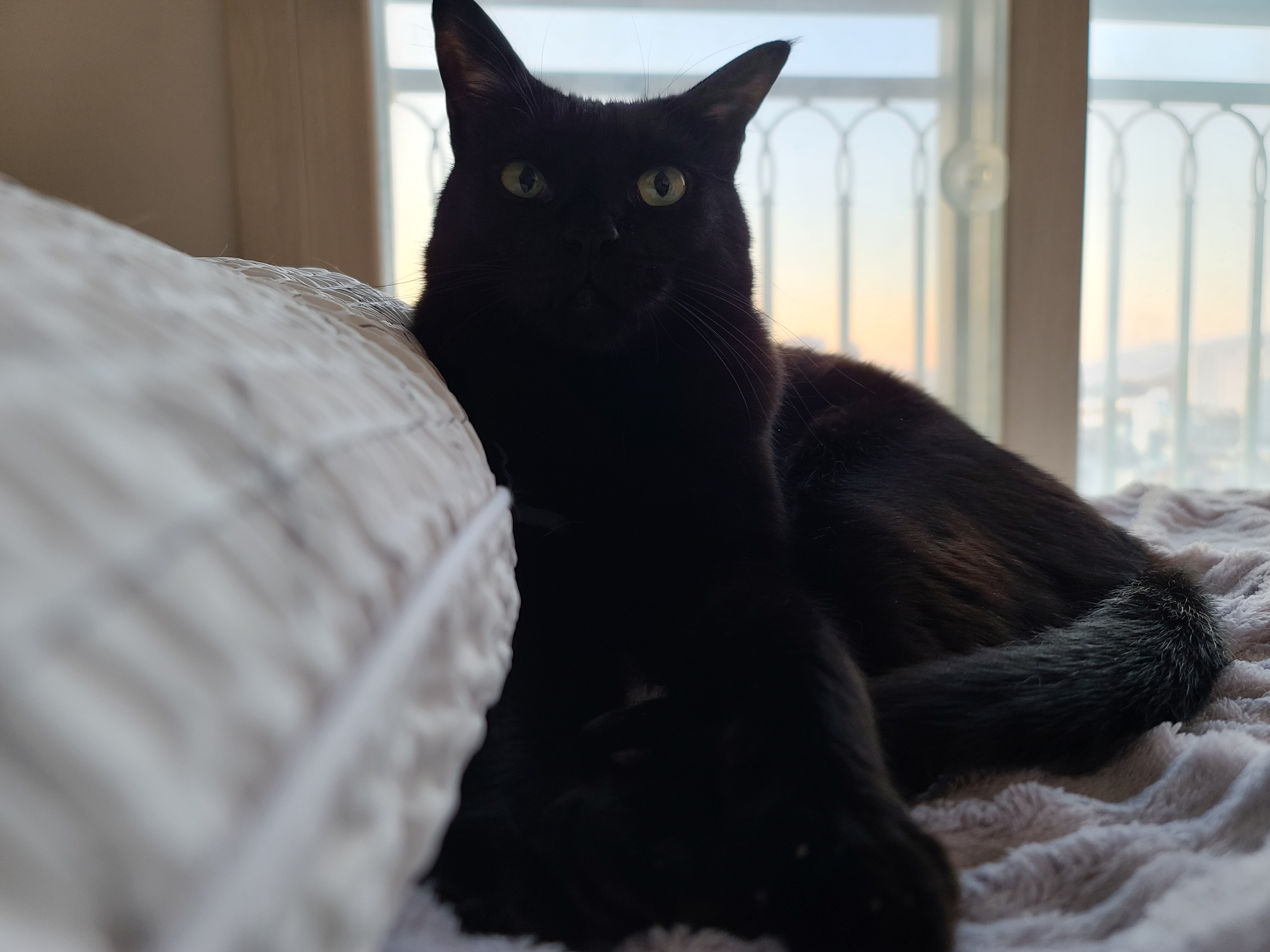 이른 아침 아홉냥이네의 고양이들. 집사가 눈을 떴을때 볼수 있는 사랑스런 고양이들.