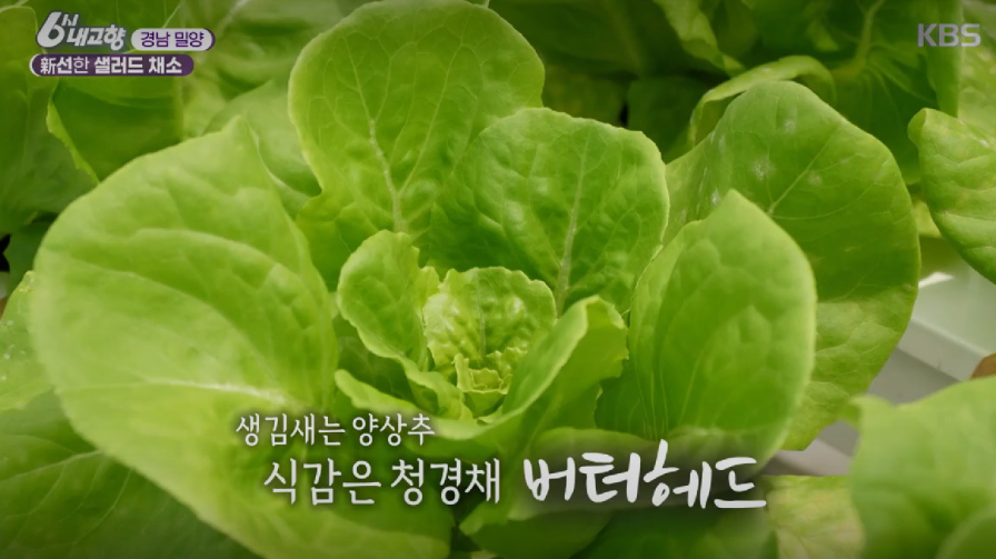 일신팜 버터헤드