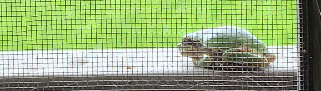 창가에 개구리를 보여주는 이미지