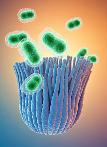 식이섬유가 왜 중요할까?