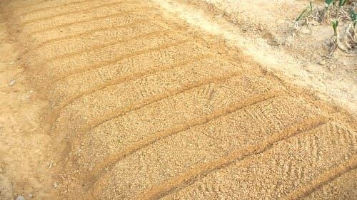 당근재배-가을당근-파종방법-밑거름-주기