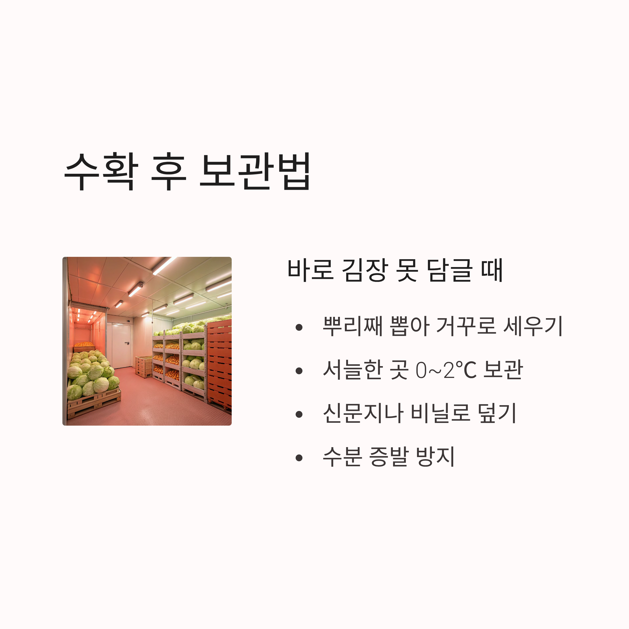 2025년 김장배추심는시기 · 수확시기 · 김장시기 ❘ 실패 없는 일정 완벽 가이드