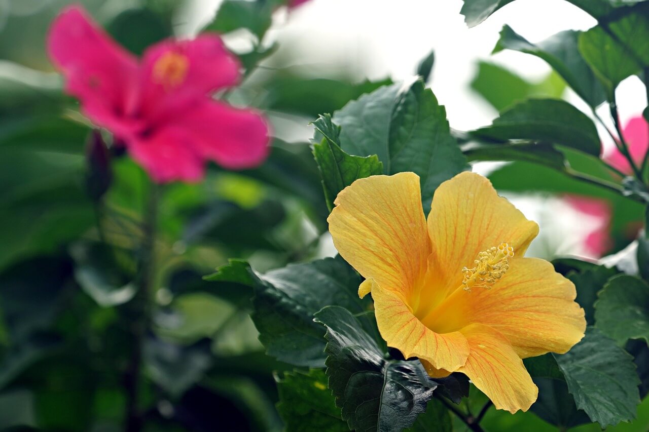 히비스커스의 효능