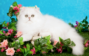 친칠라(Chinchilla)