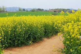 고창 학원농장 &ndash; &lsquo;폭싹 속았수다&rsquo; 촬영지 정보