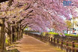 2025년 벚꽃 개화시기