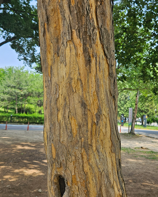 꾸지뽕나무 수피