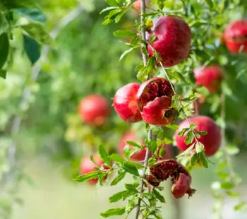 석류 효능 및 영양성분&amp;#44; 주의점