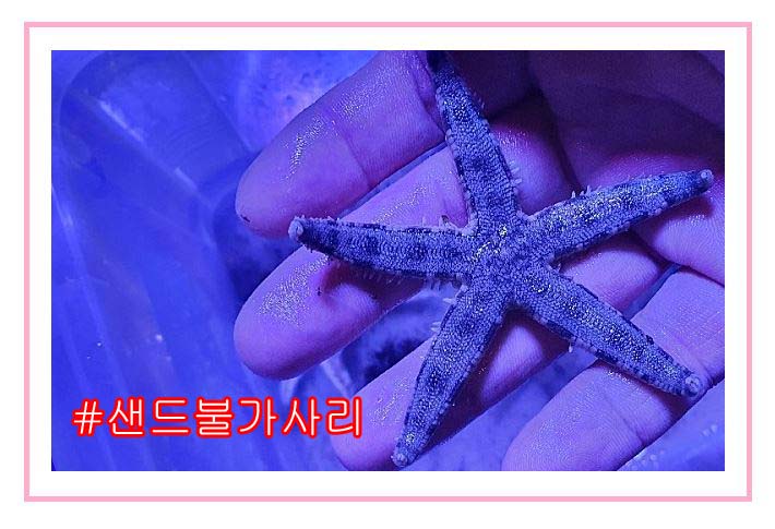 해수어