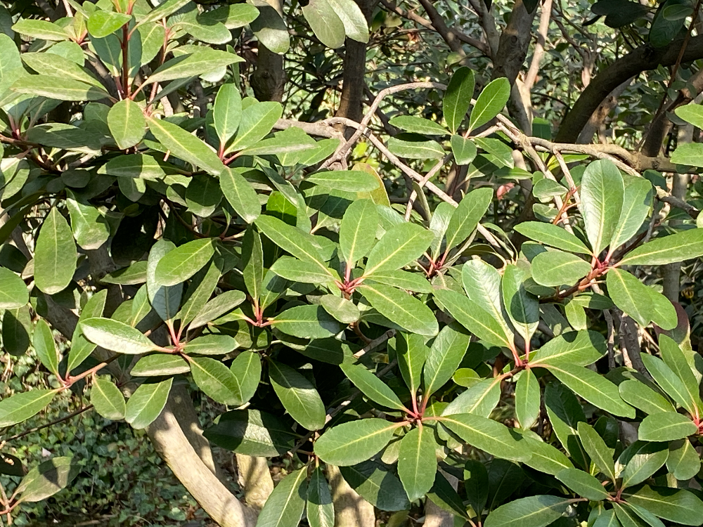 다정큼나무 수형