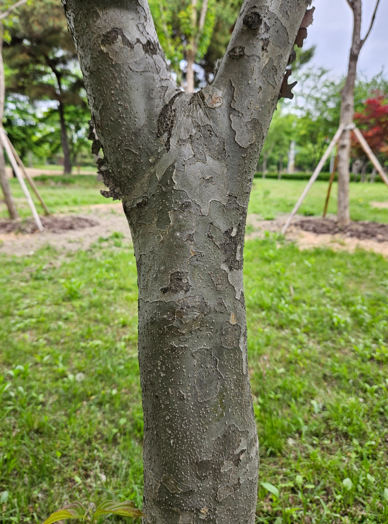 산딸나무 수피1