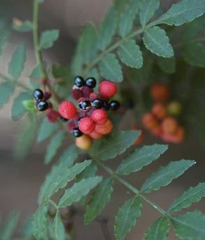 초피나무 열매2