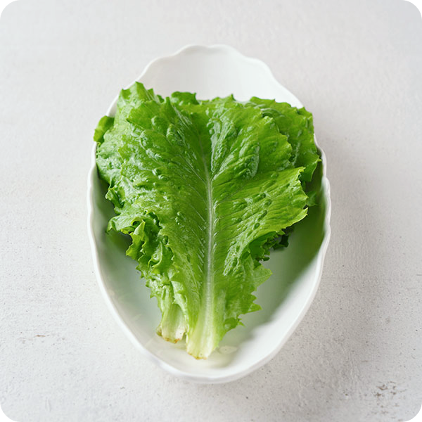 상추 파종시기-재배방법