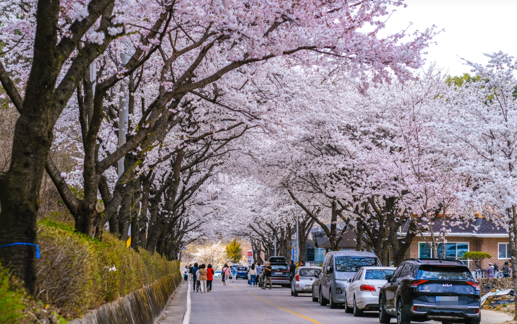물태리 벚꽃2
