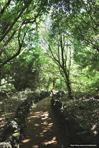 제주 곶자왈 숲길 산책 원시림 초록 힐링 여행_24