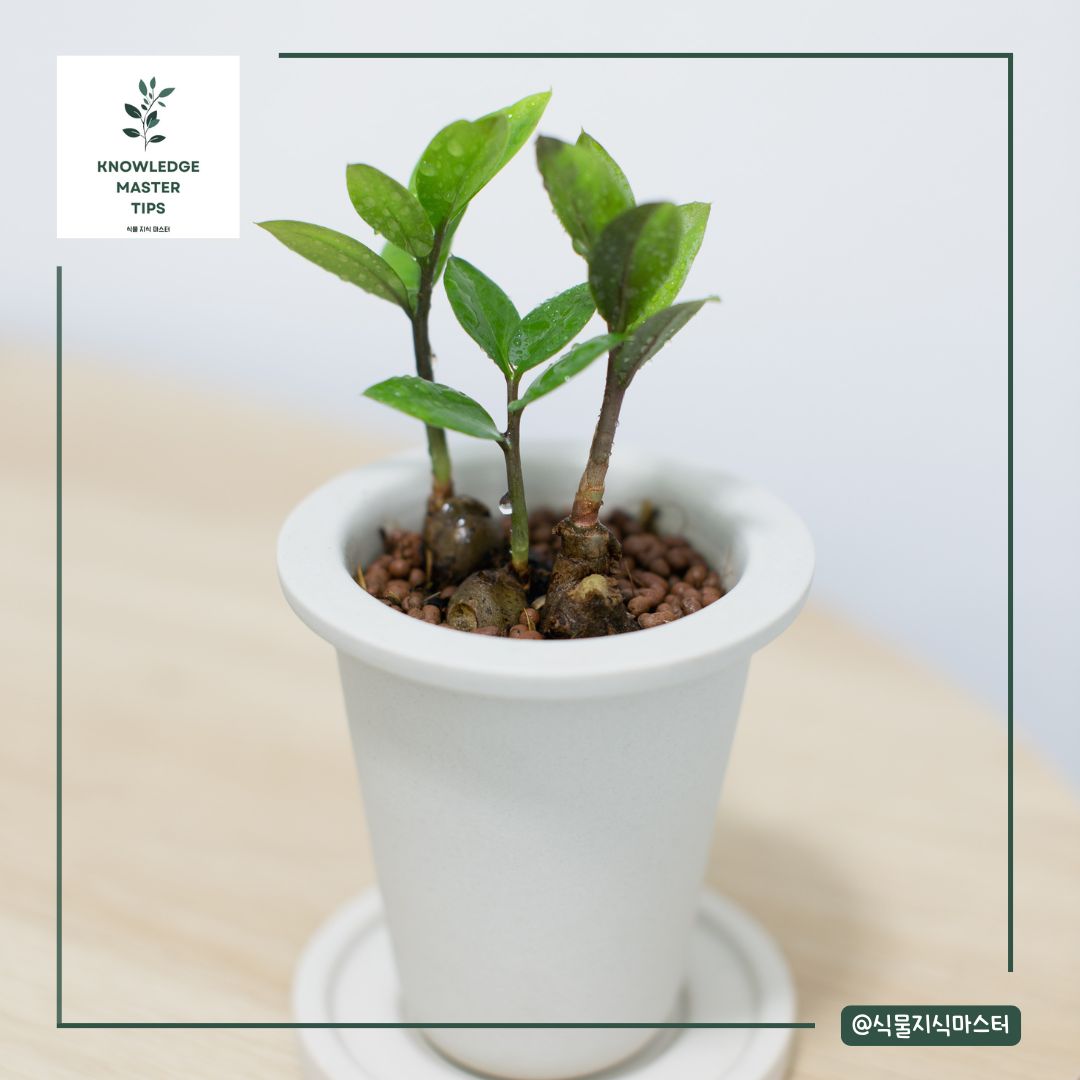 금전수 번식 2 - 줄기 삽목