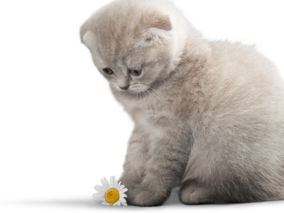 고양이가 다치는 꿈 해몽 의미 꿈풀이