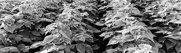 들깨 키우기: 순치기