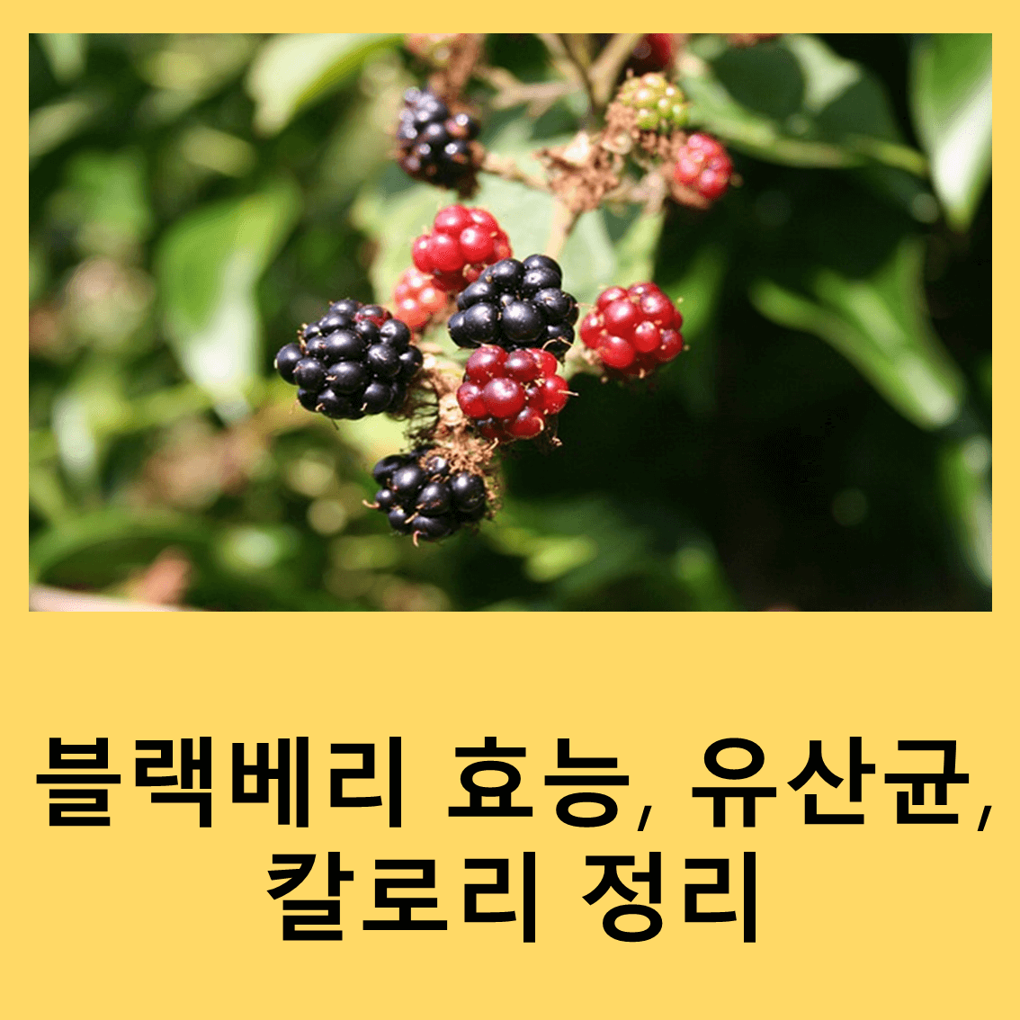 블랙베리