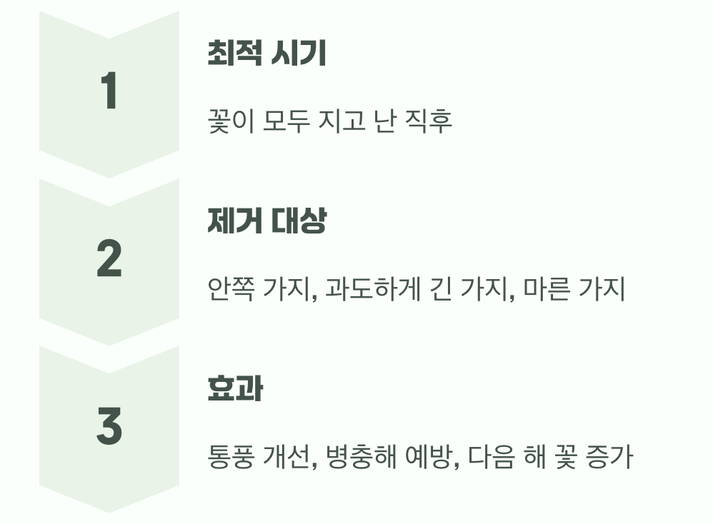 5. 더 아름다운 수형을 위한 가지치기