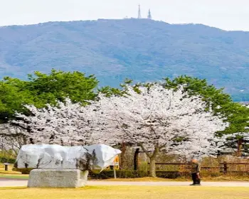 대청호 벚꽃축제_4