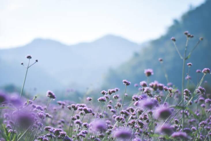 꽃나오는꿈
