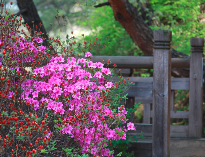 군포 철쭉 축제