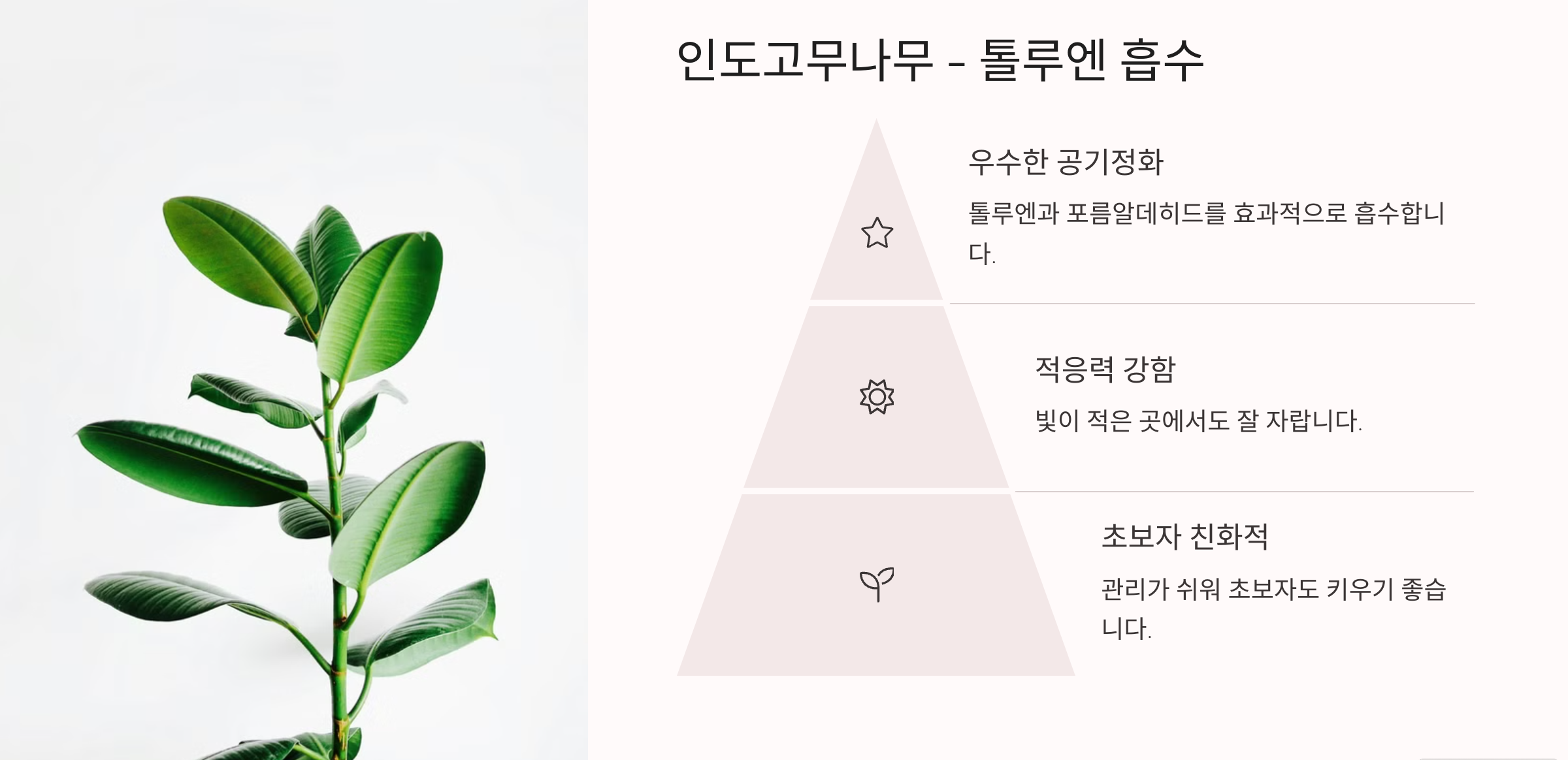 공기정화 식물 사진