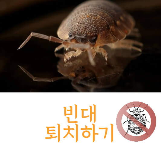 빈대퇴치법