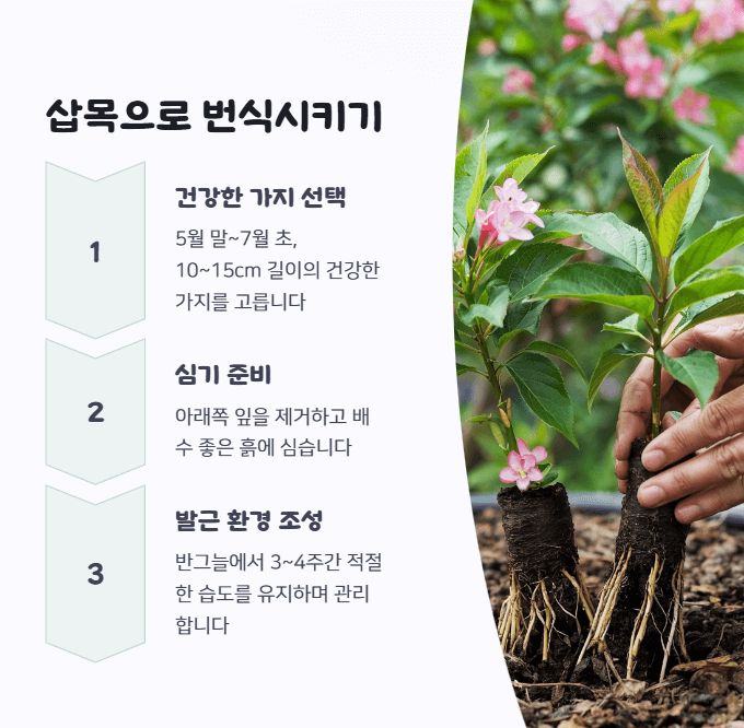 병꽃나무 삽목