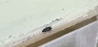 베란다 벌레 완벽 차단 방법과 여름철 실내 해충 예방 꿀팁_2